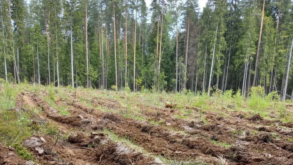Фото: Комитет лесного хозяйства МО