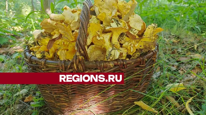 Фото: Алексей Грызлов