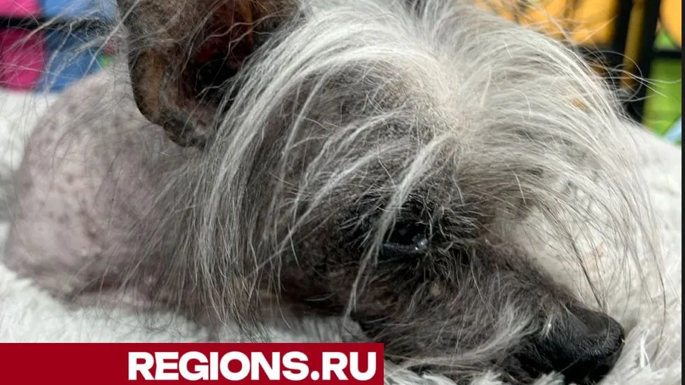Волонтеры спасли «лысое» животное от неминуемой гибели на морозе, провели диагностическое обследование и планируют, после вакцинации и лечения, пристроить собаку в добрые руки.<br>фото - У. Ярыгиной