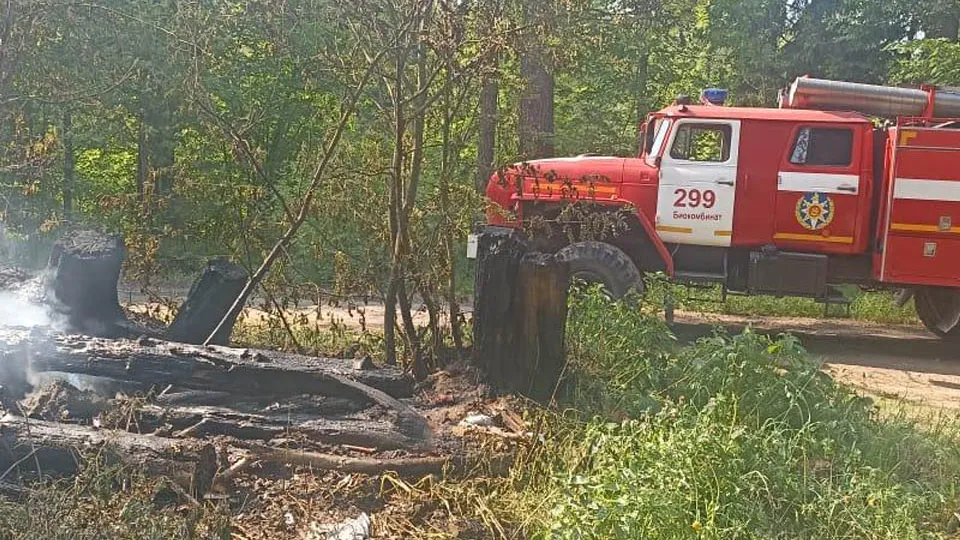 Фото: Комитет лесного хозяйства Московской области