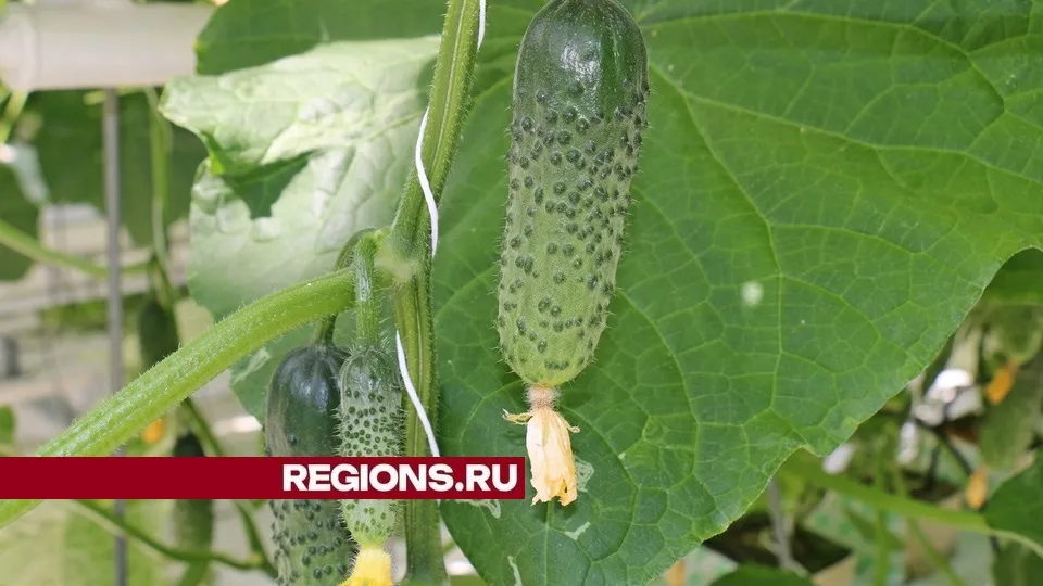 Фото: Александр Дрожжин