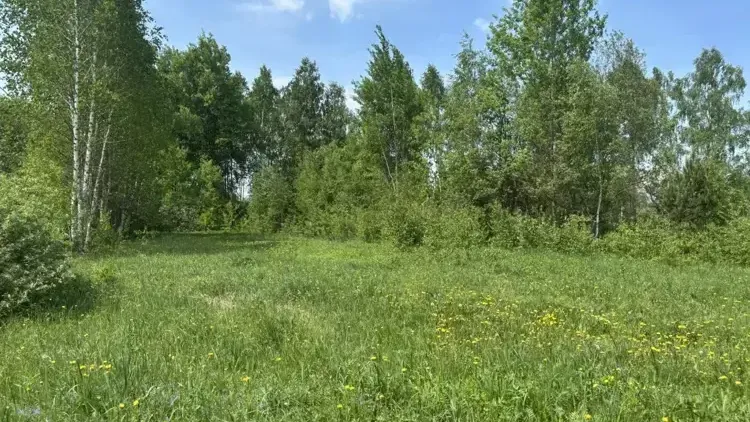 Участок на торгах в Павлово-Посадском округе