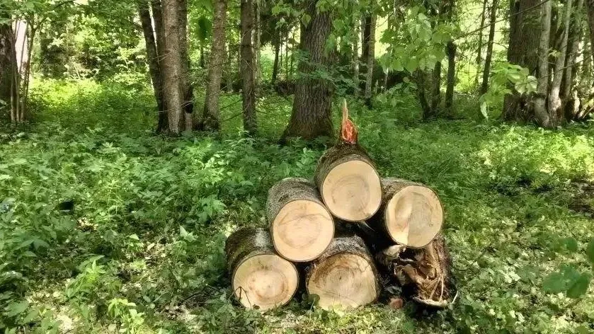 У деревни Лесоучасток в Талдомском уберут аварийные деревья