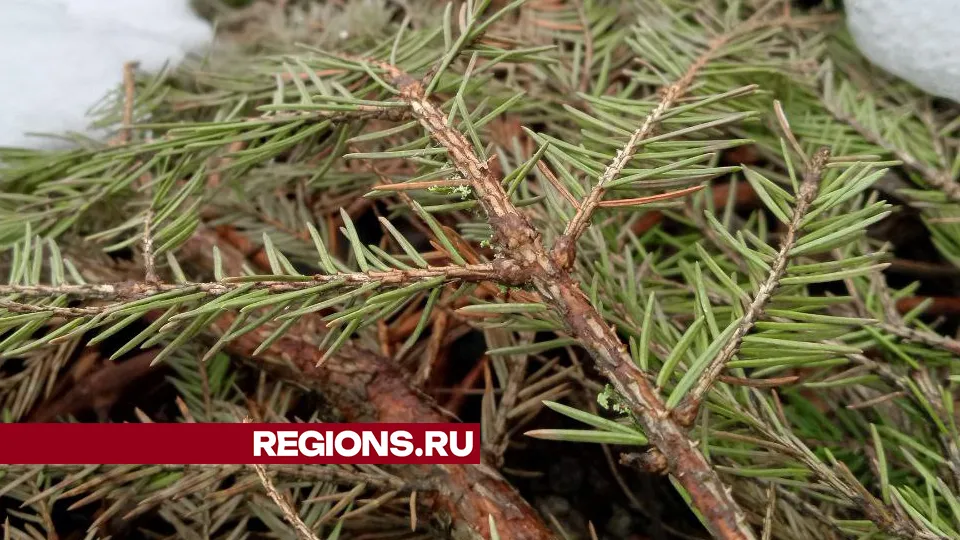 Фото: REGIONS/Василий Тремасов