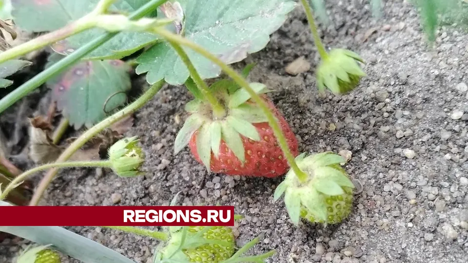 Фото: REGIONS/Василий Тремасов