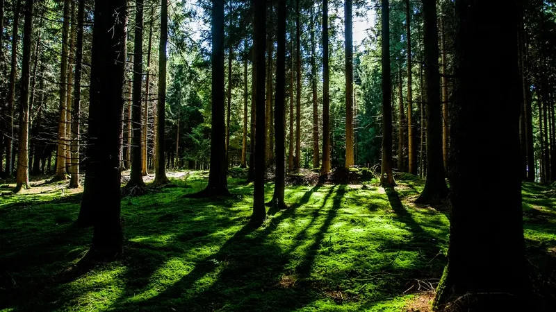 Фото: pxhere.com