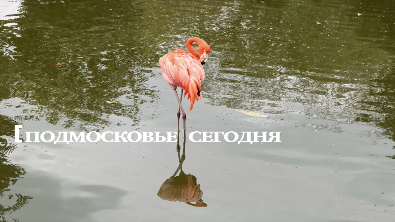 «Угрозы для птиц нет» в Минэкологии объяснили, откуда в Подмосковье появились фламинго