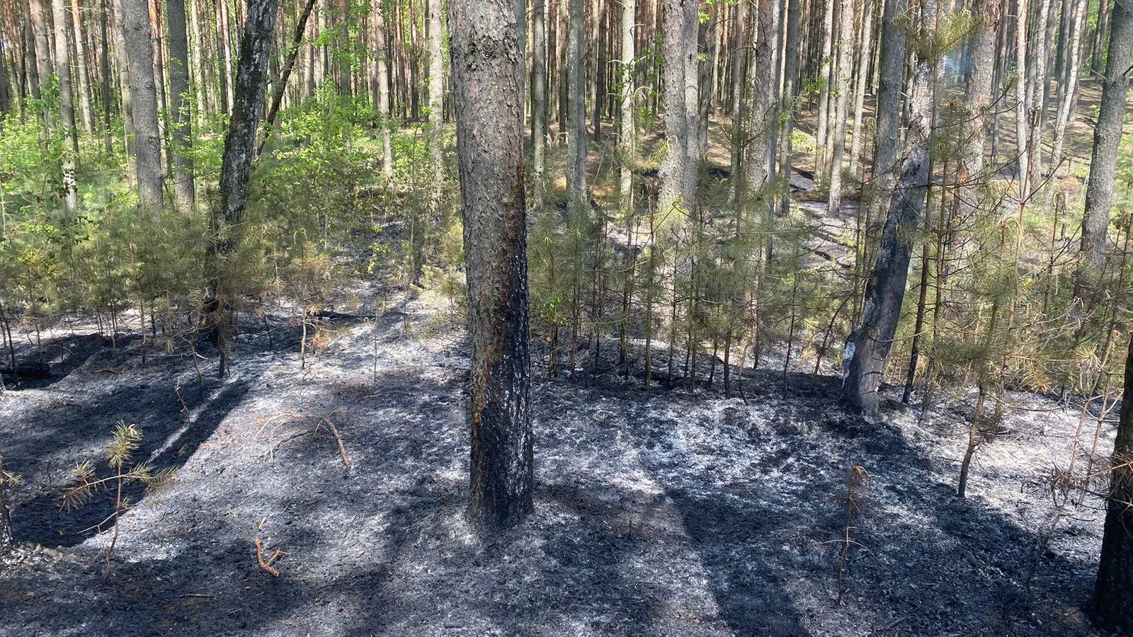Фото: Комитет лесного хозяйства Московской области&nbsp;&nbsp;