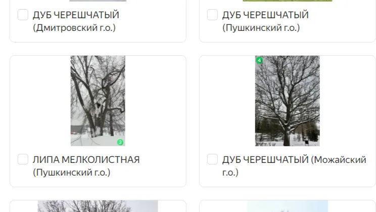 Скриншот сайта голосования