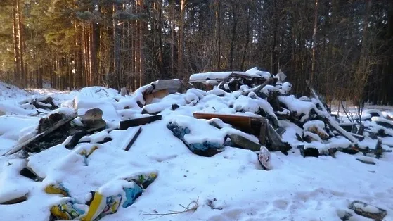Фото: Комитет лесного хозяйства МО