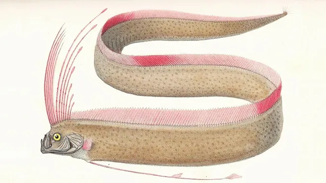 Иллюстрация сельдяного короля из книги Жоржа Кювье, 1828 год. Georges Cuvier