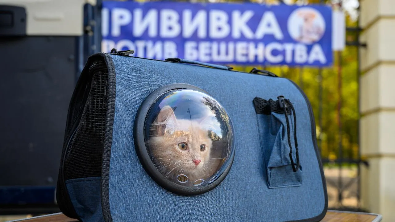 Более 1 тыс. мобильных ветеринарных пунктов будут работать в Подмосковье в течение месяца