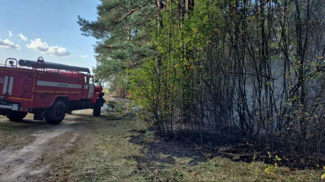 За минувшие сутки в Московской области ликвидировали один лесной пожар