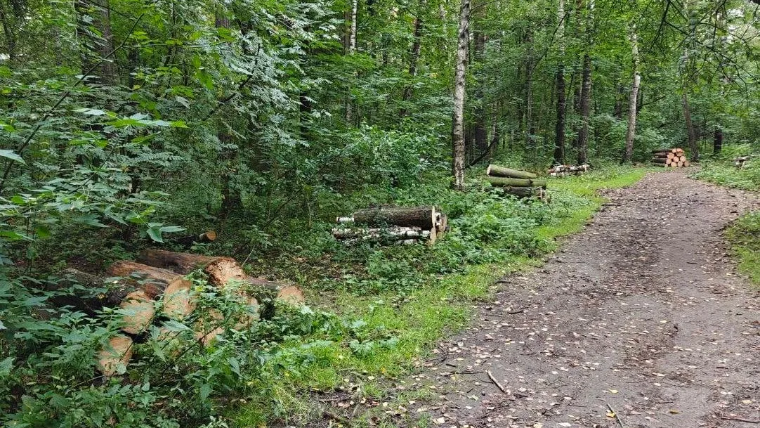 В Королеве на участке Нижнего Комитетского леса завершены работы по уборке неликвидной древесины