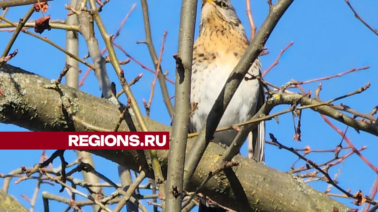 Фото: REGIONS/Арина Кузнецова