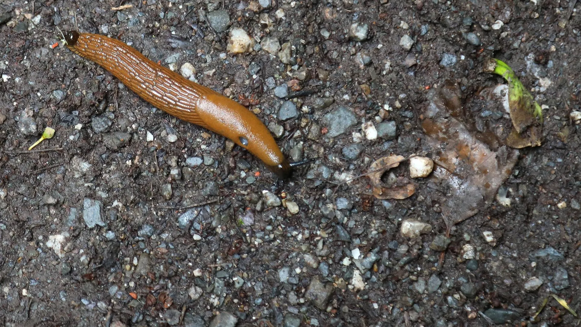 IMAGO/KH