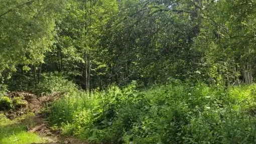 Участок в аренду в Талдомском г. о.