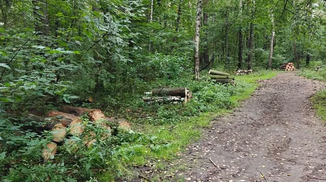 В Королеве на участке Нижнего Комитетского леса завершены работы по уборке неликвидной древесины