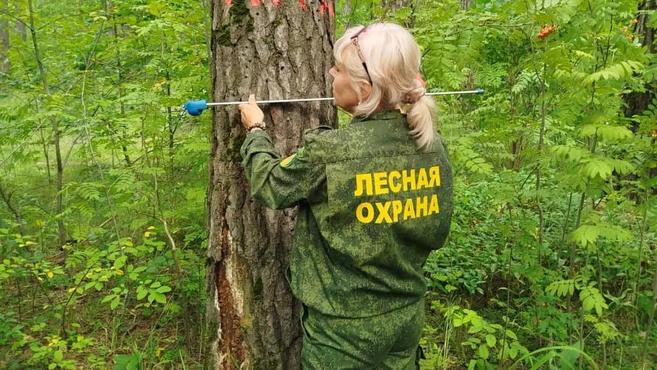 Фото: пресс-служба Комитета лесного хозяйства Московской области
