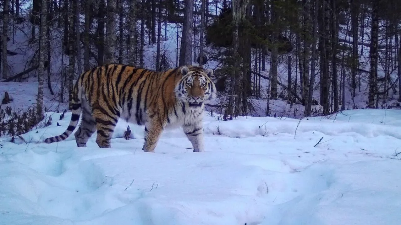 Центр "Амурский тигр"