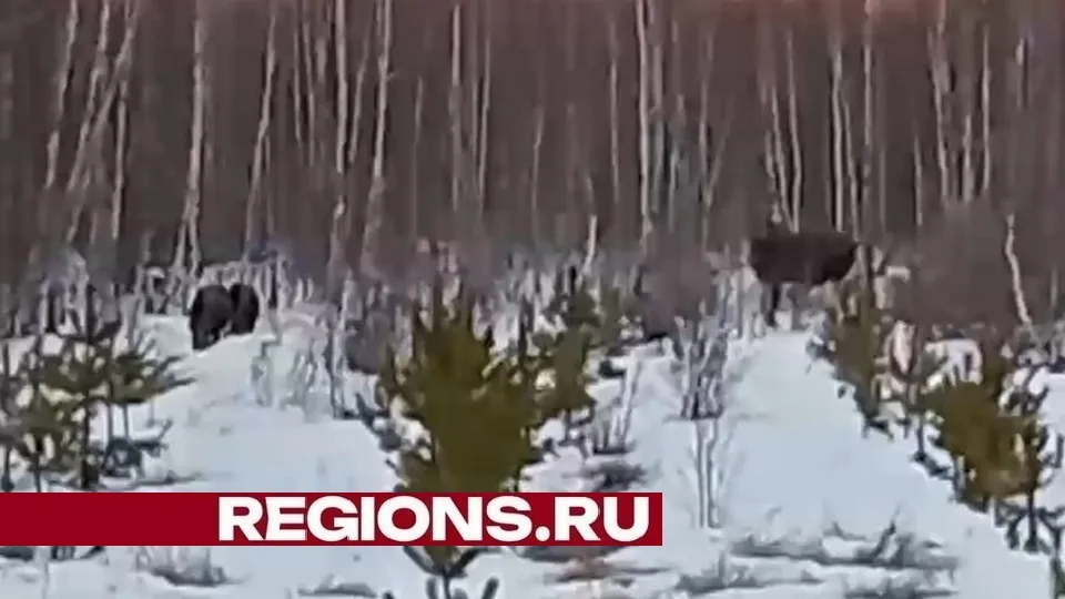 Фото: скриншот видео Натальи Марковой