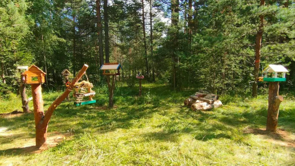 Фото: Комитет лесного хозяйства МО