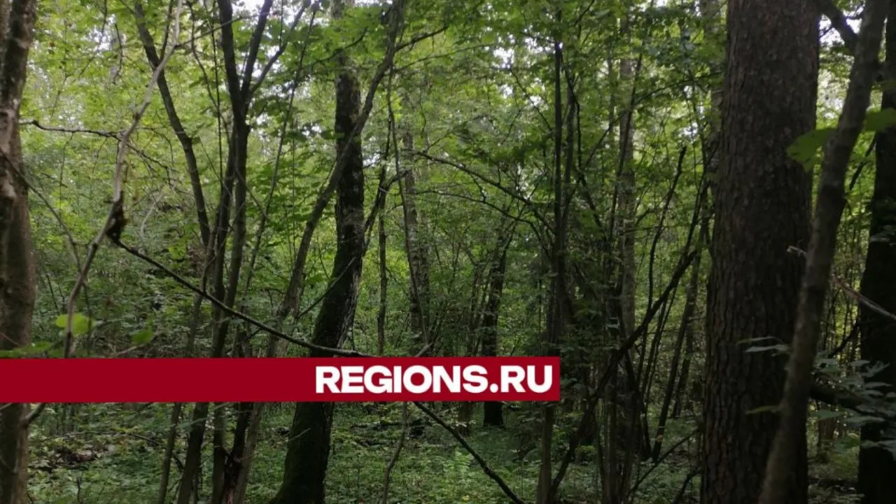 Фото: Наталья Широкая