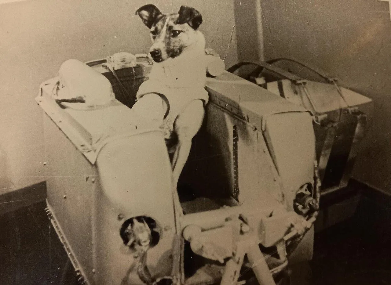Собака Лайка в кабине космической ракеты. Москва. 1960-е гг./Общественное достояние