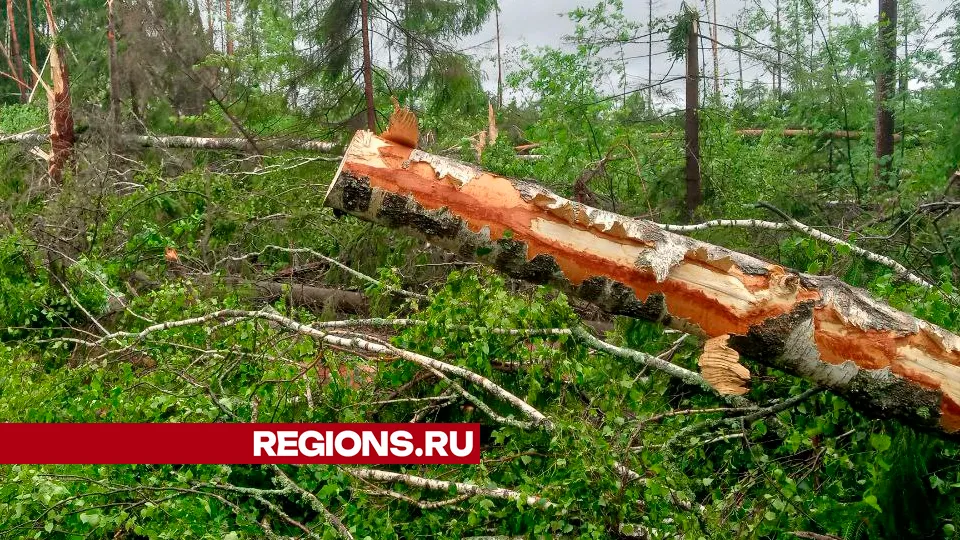Фото: REGIONS/Василий Тремасов