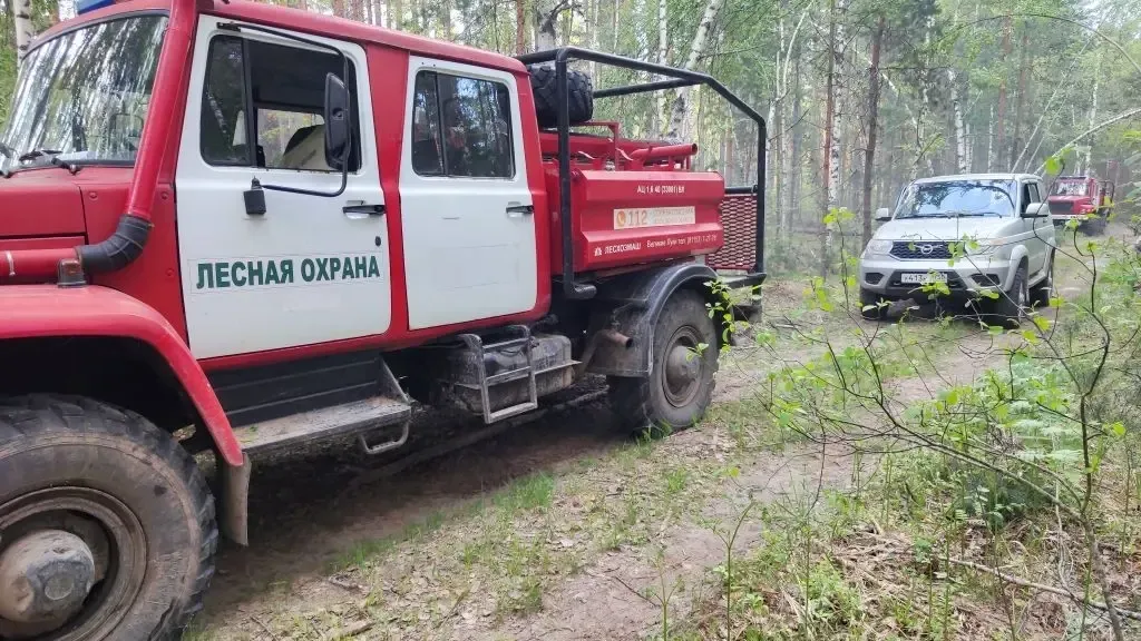 В Подмосковье сделали прогноз пожарной опасности в лесах