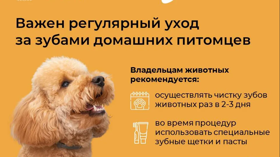 Источник: пресс-служба Минсельхозпрод МО