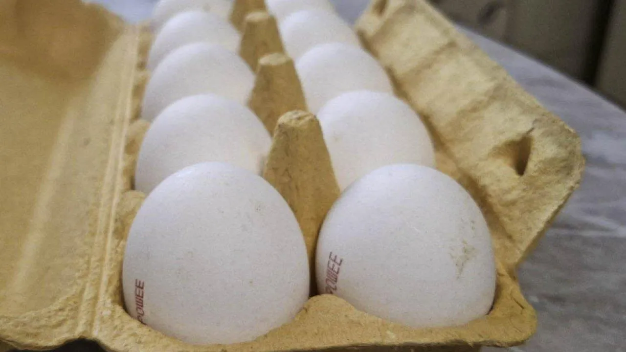 Плюс 10% яиц и 16% мяса: нижегородские фермеры нарастили производство продуктов