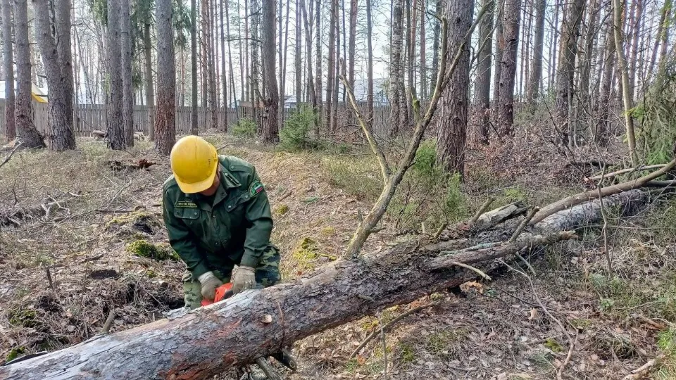 Фото: Комитет лесного хозяйства Московской области&nbsp;