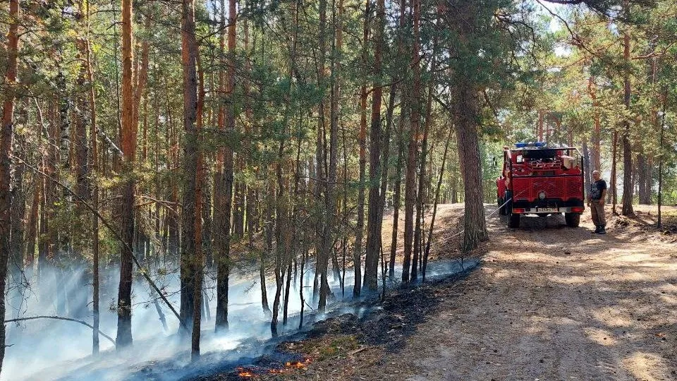 Фото: Комитет лесного хозяйства МО