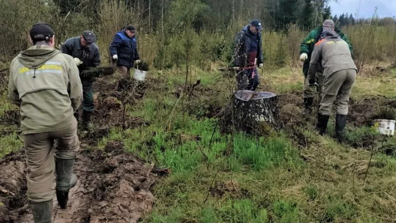 Фото: Комитет лесного хозяйства Московской области