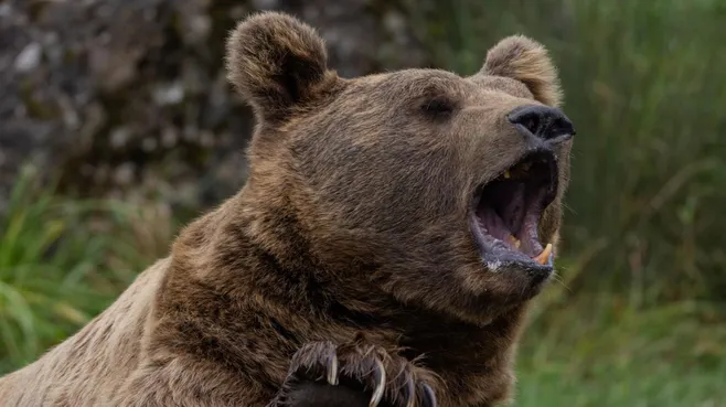 Российское село живет в окружении медведей после гибели туристки