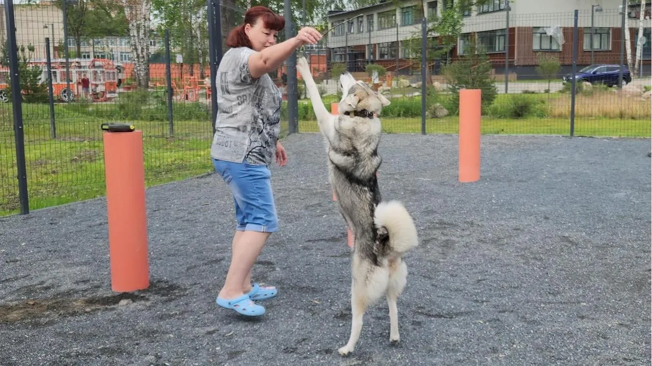 Картинка