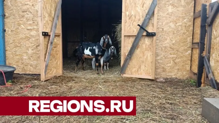 Фото: Кирилл Софьинский