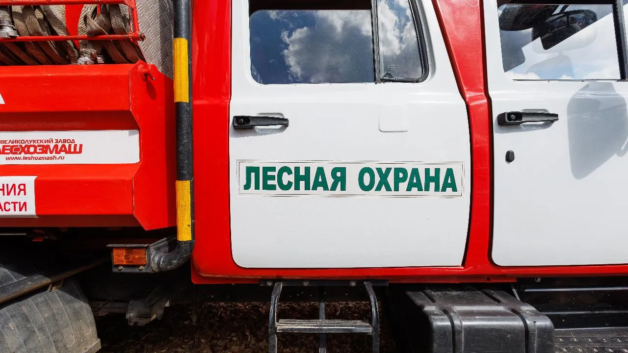 Штрафы на 38 млн рублей выписали нарушителям лесного законодательства в Подмосковье с начала года