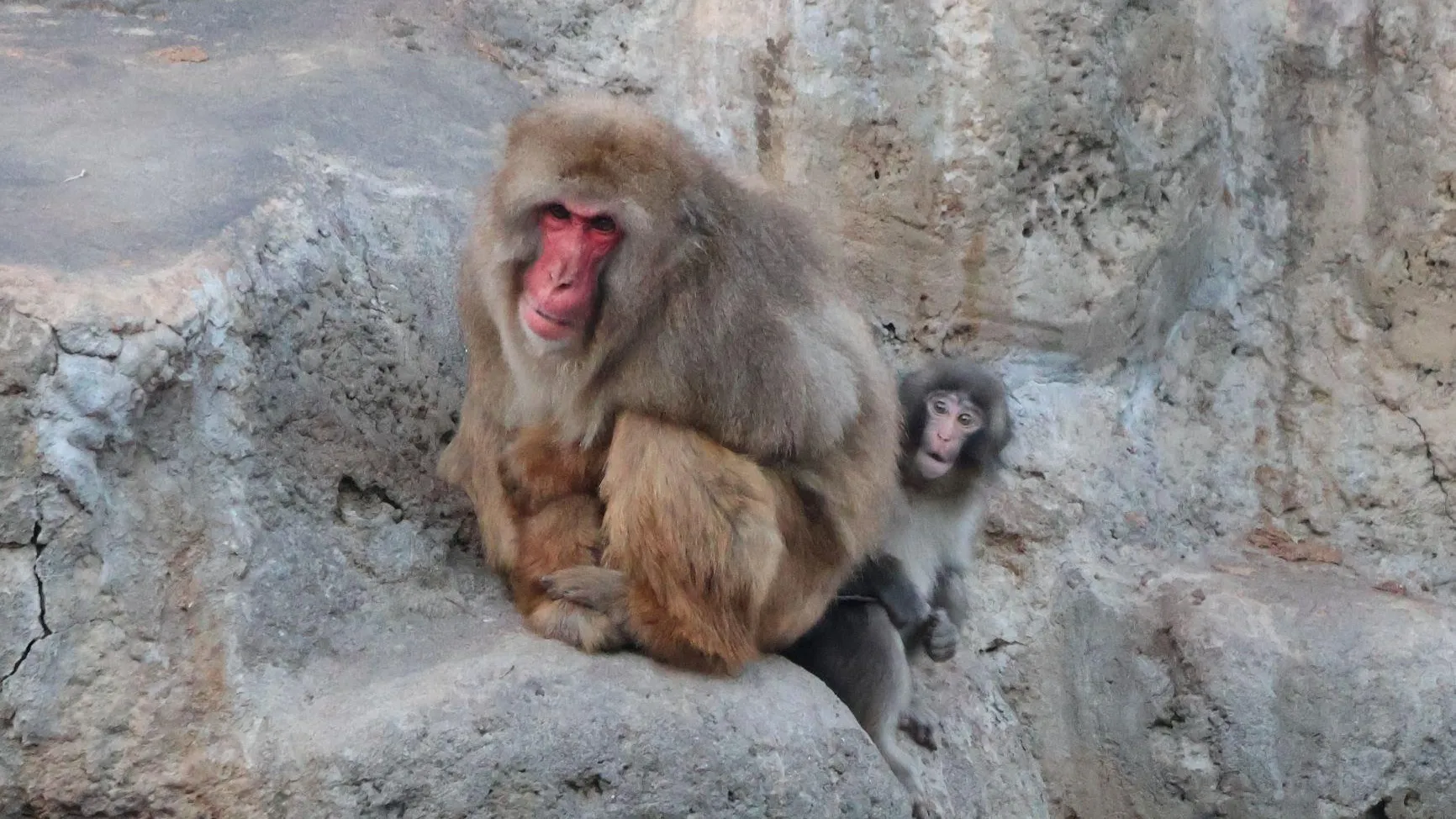 Ichikawa City Zoo