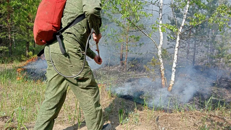 Фото: Комитет лесного хозяйства МО