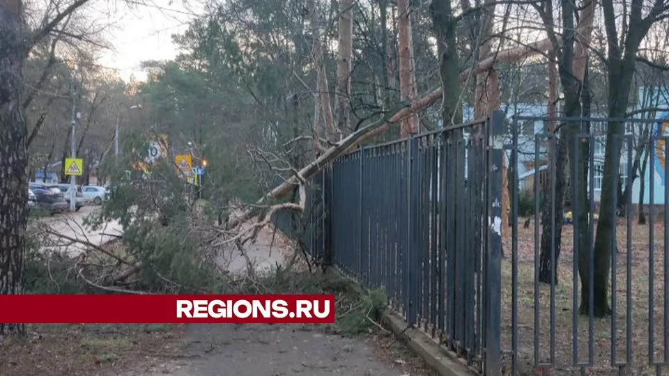 Фото предоставлено жительницей Жуковского