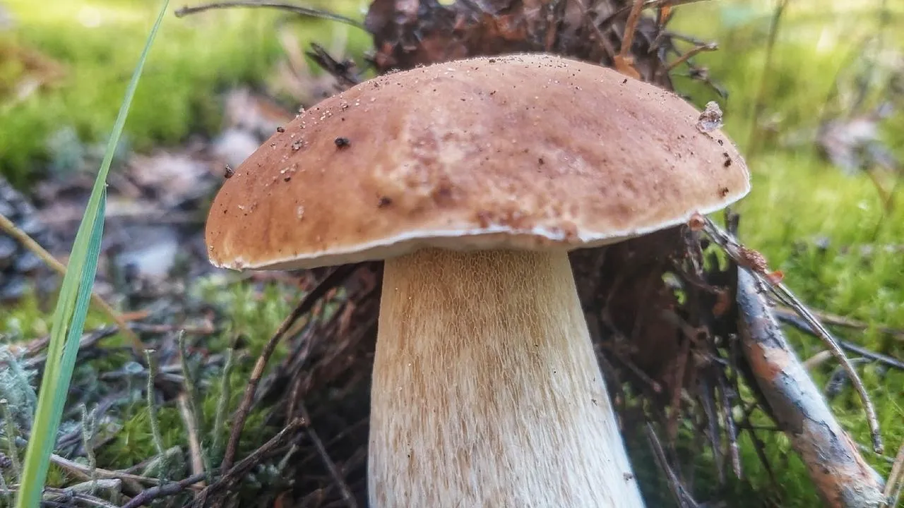 Картинка