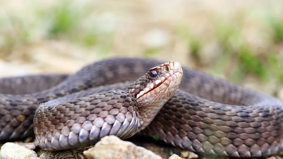 Фото: istockphoto.com/taviphoto