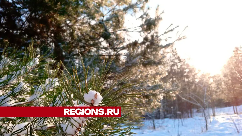 Фото: REGIONS/Василий Тремасов