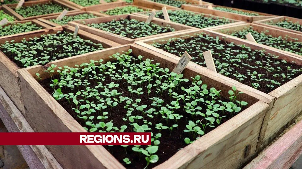 Фото: Максим Лысов