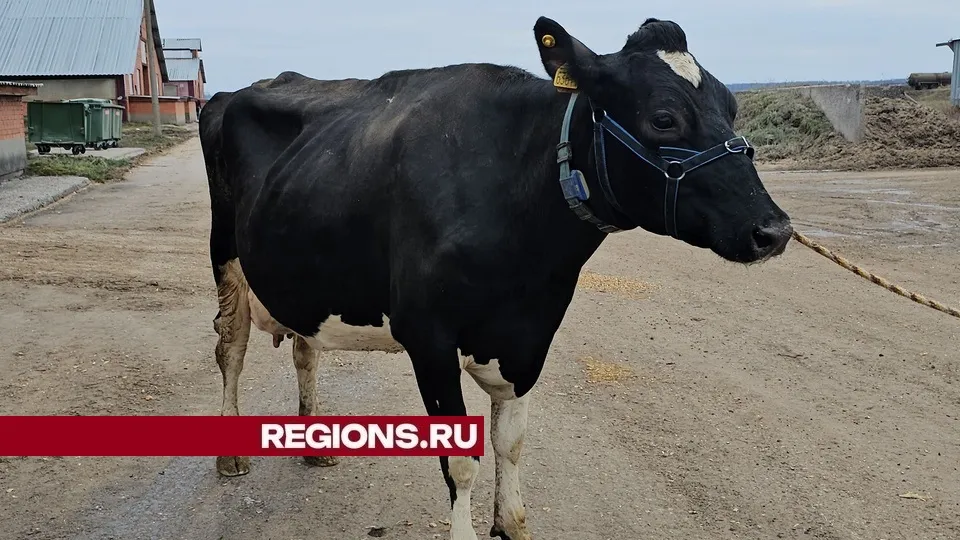 Фото: REGIONS/Александр Дрожжин
