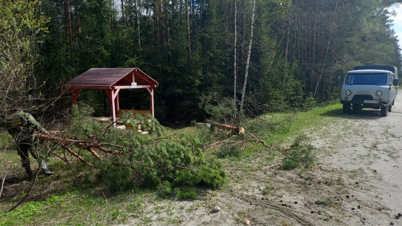 Фото: Егорьевское лесничество