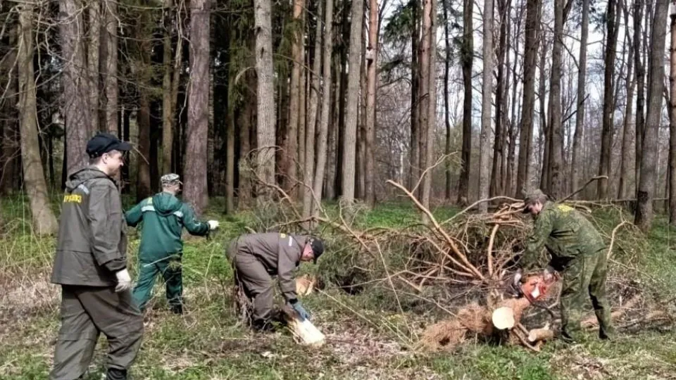 Фото: Комитет лесного хозяйства Московской области