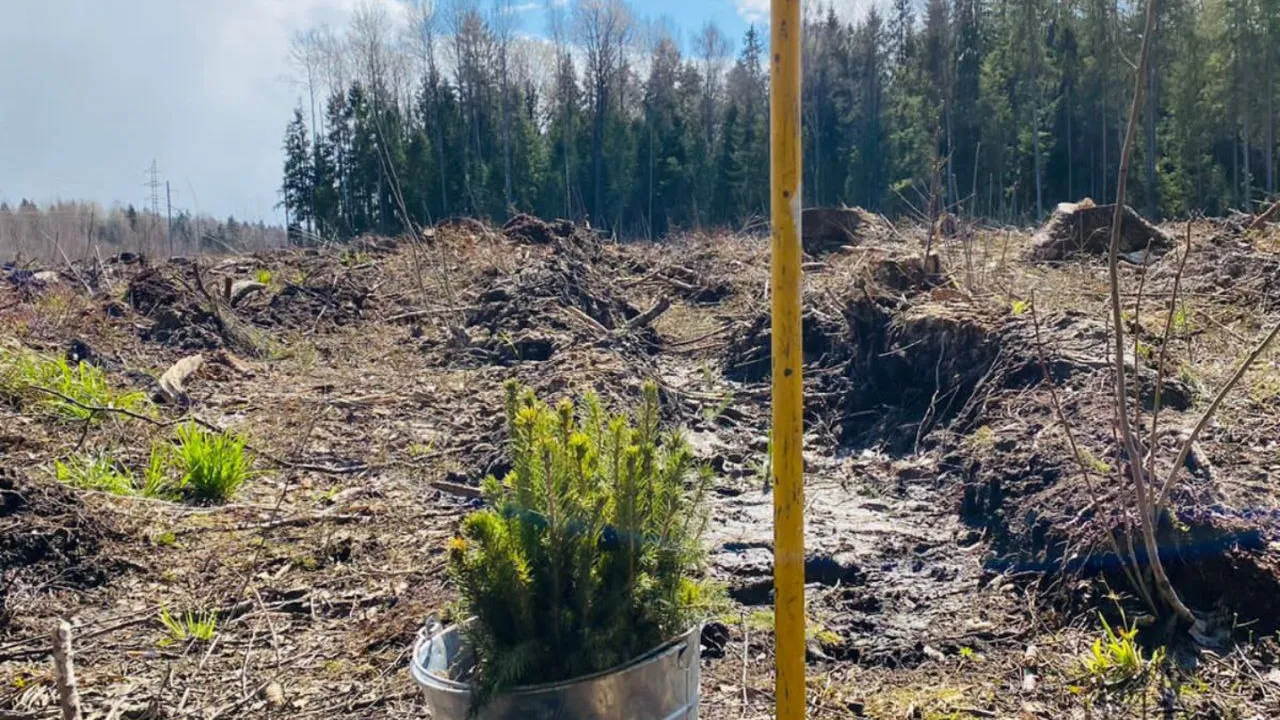 Фото: предоставлено Талдомским филиалом ГКУ МО «Мособллес»